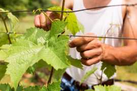  Правила обрізки винограду