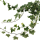 Плющ