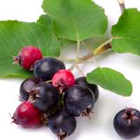Ірга
