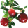 Журавлина