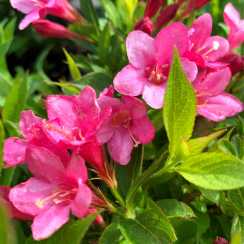 Вейгела гібридна Пікобелла Роса (Picobella Rosa)