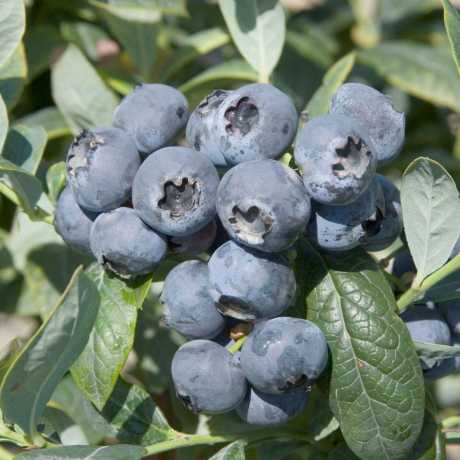 Лохина Нельсон (середній) ЗКС