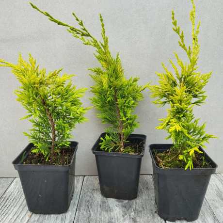 Купресоципарис Лейланда Голд Райдер/Cupressocyparis leylandii Gold Rider 