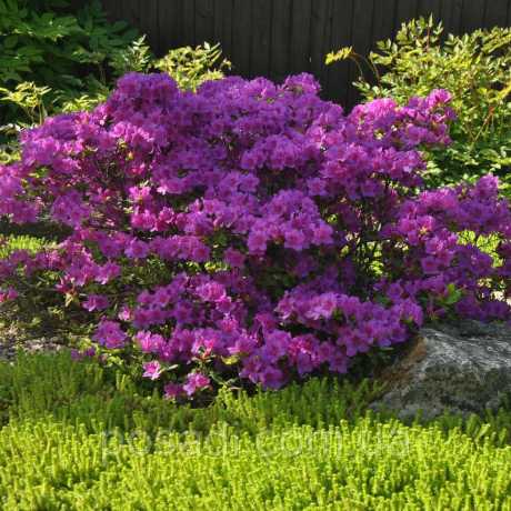 Азалія японська Geisha Purple (Гейша Перпл)