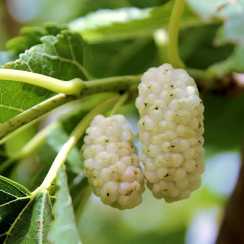 Шовковиця біла (Morus alba)
