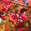  Бересклет європейський (Euonymus europaeus)