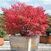  Бересклет європейський (Euonymus europaeus)