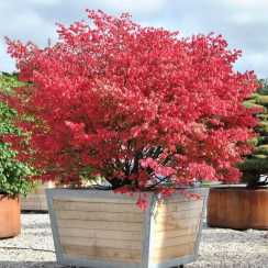  Бересклет європейський (Euonymus europaeus)