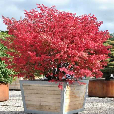  Бересклет європейський (Euonymus europaeus)