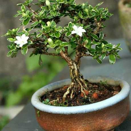Бонсай Серісса японська Варієгата/Serissa variegata