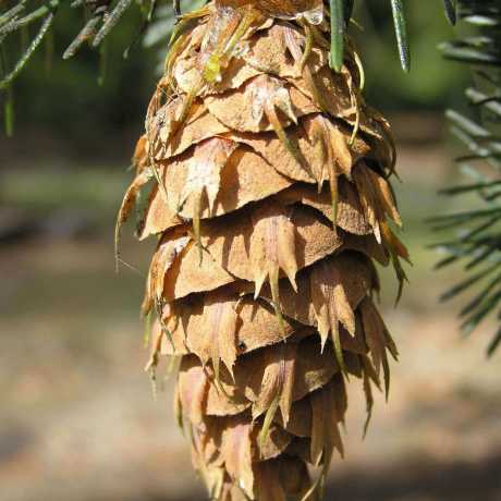 Псевдотсуга Мензіса/Menziesii (висота 45-65 см)
