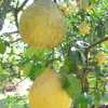 Помело Thondi