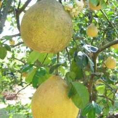 Помело Thondi
