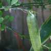 Лайм пальчиковый Faustrime (зеленый)