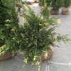 Ялівець Козацький варіегатний/Variegata(висота 15-25 см)
