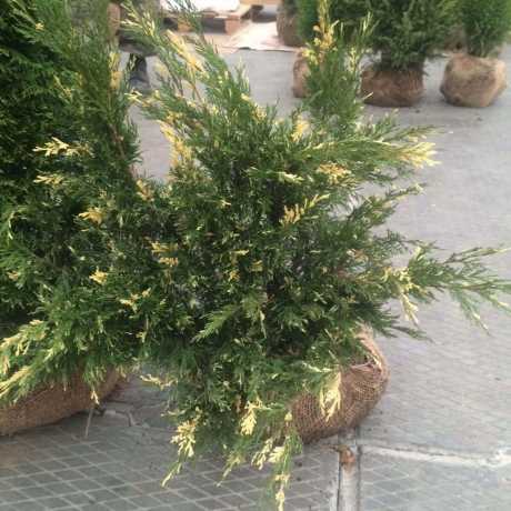 Ялівець Козацький варіегатний/Variegata(висота 15-25 см)