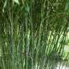 Бамбук Phyllostachys Bissetii в горщиках