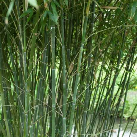 Бамбук Phyllostachys Bissetii в горщиках