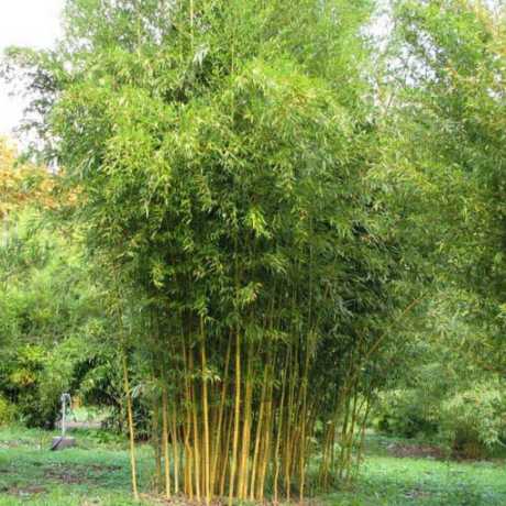 Бамбук Phyllostachys Aureosulcata (Spectabilis) в горщиках