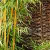 Бамбук Phyllostachys Aureosulcata (Spectabilis) в горщиках