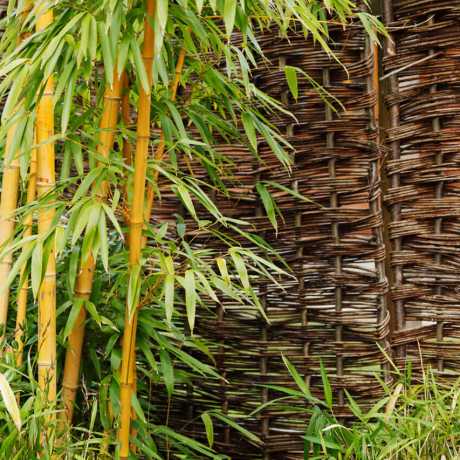 Бамбук Phyllostachys Aureosulcata (Spectabilis) в горщиках