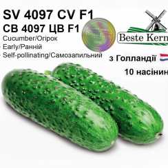 Голландське насіння огірка СВ 4097 ЦВ F1(ТМ Beste Kern 10шт)