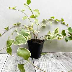 Барвінок Argentea Variegata