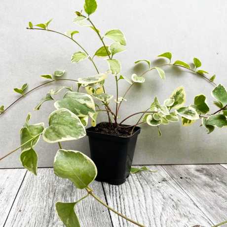 Барвінок Argentea Variegata