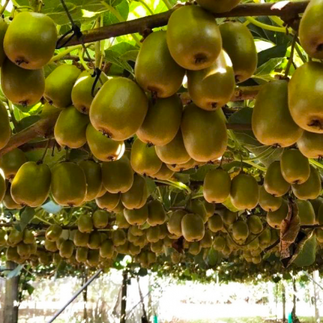 Ківі голд/Kiwi Gold