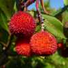 Суничне дерево (Arbutus unedo Atlantic)