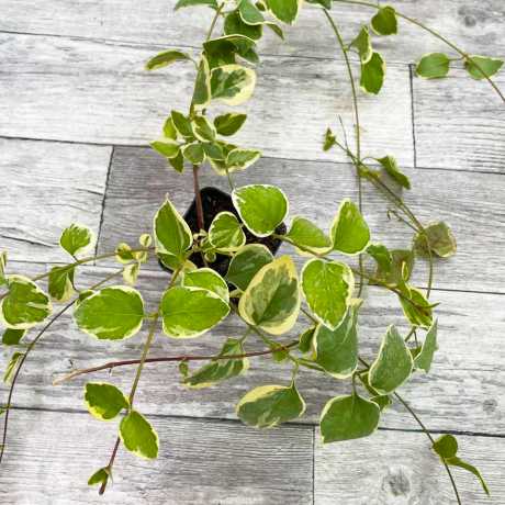 Барвінок Argentea Variegata