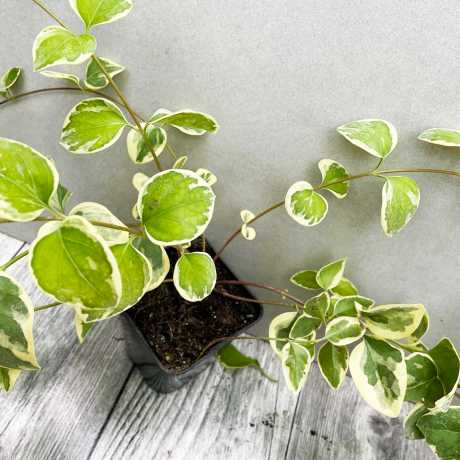 Барвінок Argentea Variegata