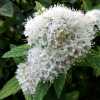 Спірея японська Albiflora/Альбіфлора