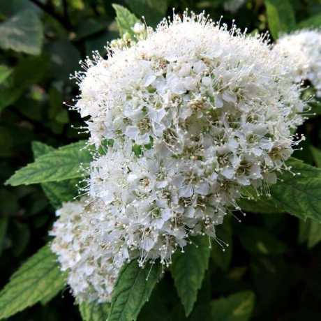 Спірея японська Albiflora/Альбіфлора