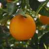 Апельсин Лайн Лате (Citrus sinensis Lane Late) 