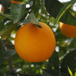 Апельсин Лайн Лате (Citrus sinensis Lane Late) 