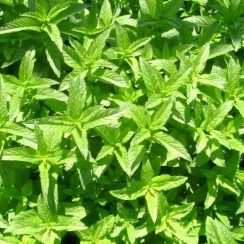 М'ята барбарисова Якіма (Mentha spicata Yakima) 