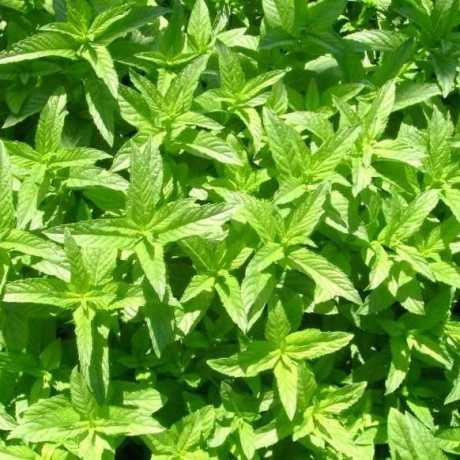М'ята барбарисова Якіма (Mentha spicata Yakima) 