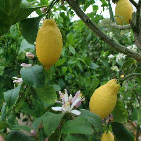 Лимон Лунаріо (Citrus Limon Lunario)