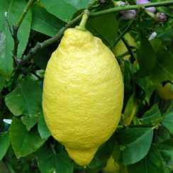 Лимон Лунаріо (Citrus Limon Lunario)