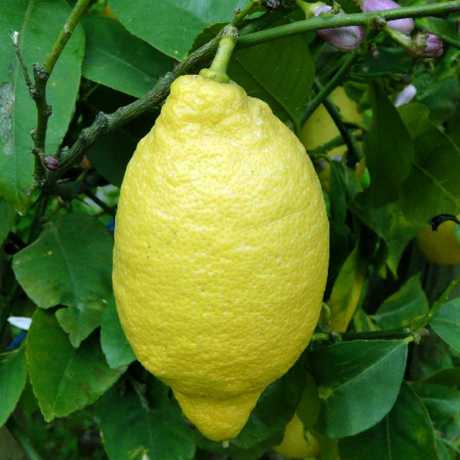 Лимон Лунаріо (Citrus Limon Lunario)