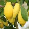 Лимон Лунаріо (Citrus Limon Lunario)