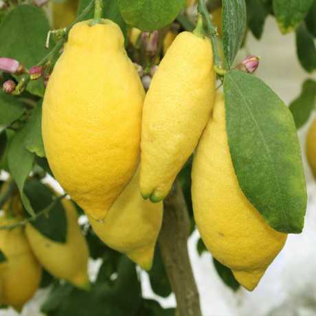 Лимон Лунаріо (Citrus Limon Lunario)