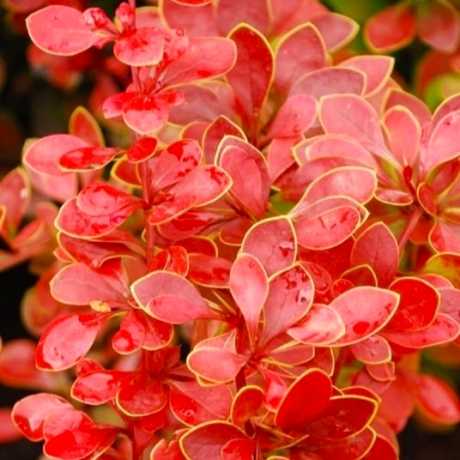 Барбарис Тунберга Корал (Coral)