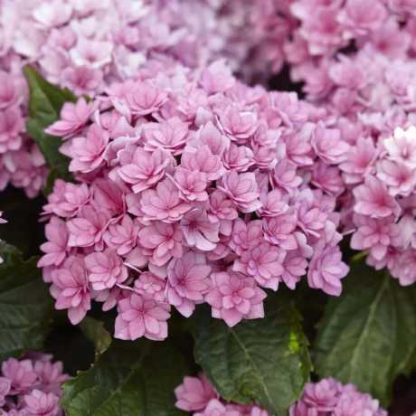 Гортензія великолиста You & Me Together