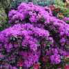 Азалія японська Geisha Purple (Гейша Перпл)
