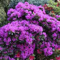 Азалія японська Geisha Purple (Гейша Перпл)
