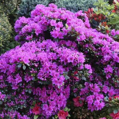 Азалія японська Geisha Purple (Гейша Перпл)