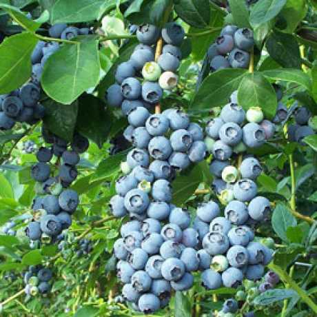 Лохина Bluegold - Блюголд (ранній) ЗКС