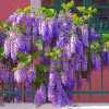 Гліцинія (Вістерія) Sinensis (Сіненсі)